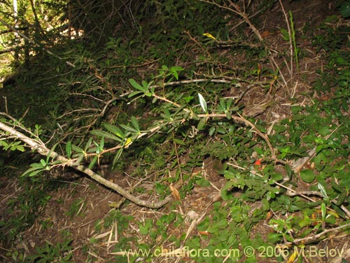 Image of Berberis trigona (Calafate / Michay). Click to enlarge parts of image.